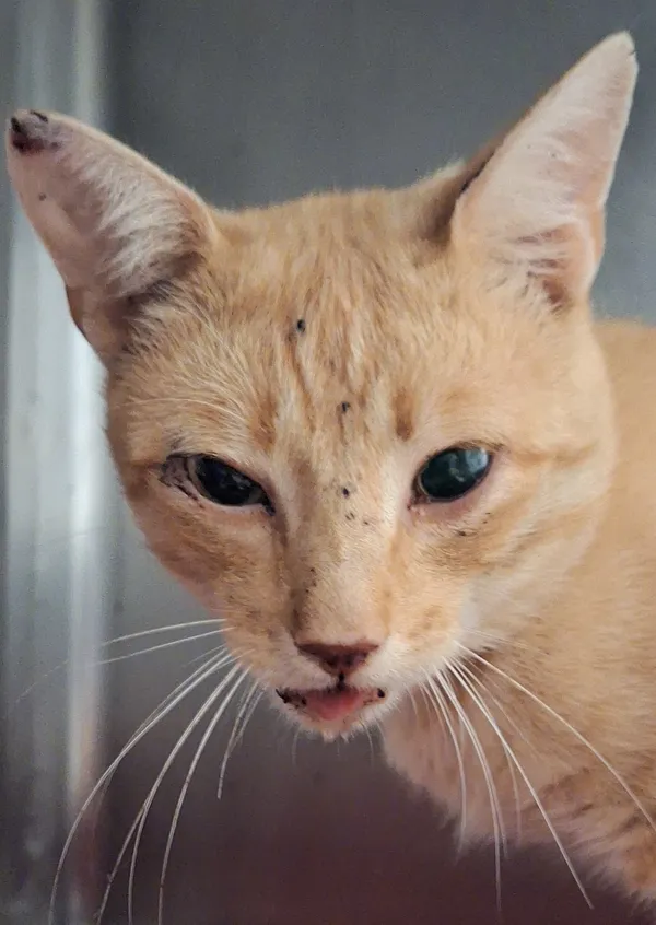 Znaleziono kota, Lublin, 4 sierpnia 2024