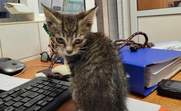 Znaleziono kota, Toruń, 3 sierpnia 2024