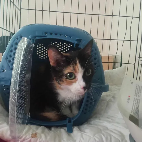 Znaleziono kota, Toruń, 3 sierpnia 2024