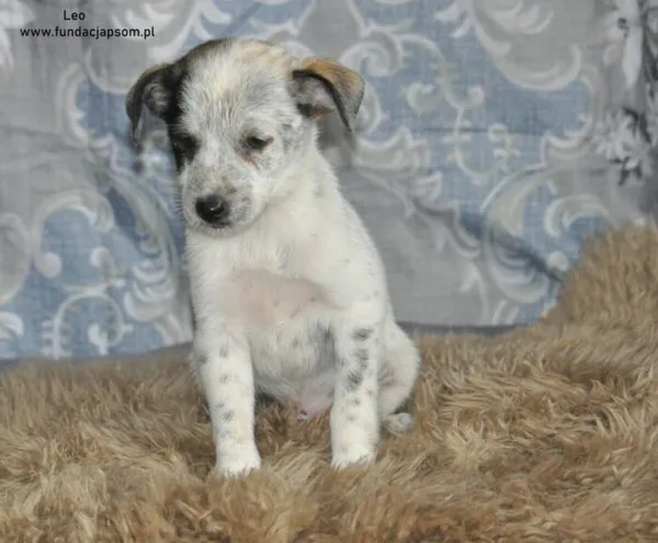 Pies do adopcji, Nowy Dwór Mazowiecki, 5 sierpnia 2024 (1/4)