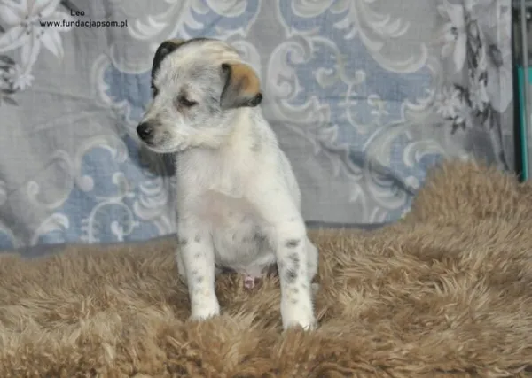 Pies do adopcji, Nowy Dwór Mazowiecki, 5 sierpnia 2024 (3/4)