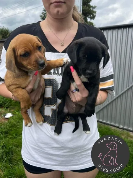 Pies do adopcji, Wolsztyn, 5 sierpnia 2024