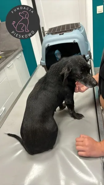 Pies do adopcji, Wolsztyn, 5 sierpnia 2024