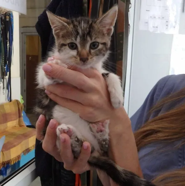 Znaleziono kota, Łódź, 6 sierpnia 2024 (1/2)