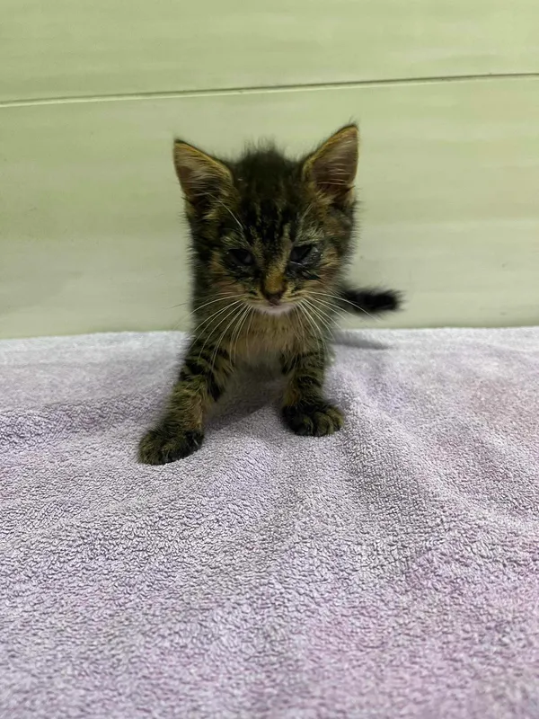 Znaleziono kota, Czartki, 6 sierpnia 2024