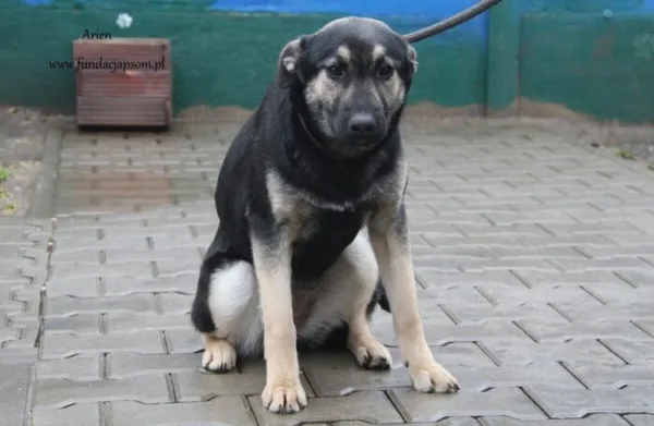 Pies do adopcji, Nowy Dwór Mazowiecki, 6 sierpnia 2024 (4/5)