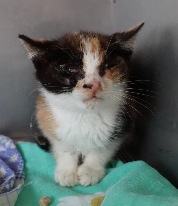 Znaleziono kota, Gdańsk, 6 sierpnia 2024