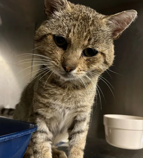 Kot do adopcji, Włocławek, 5 sierpnia 2024 (3/3)