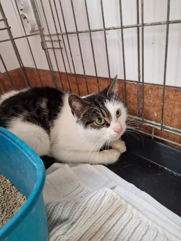 Kot do adopcji, gmina Dobra (Szczecińska), 27 marca 2024
