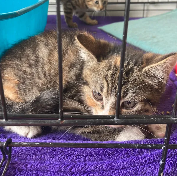 Kot do adopcji, gmina Dobra (Szczecińska), 20 czerwca 2024