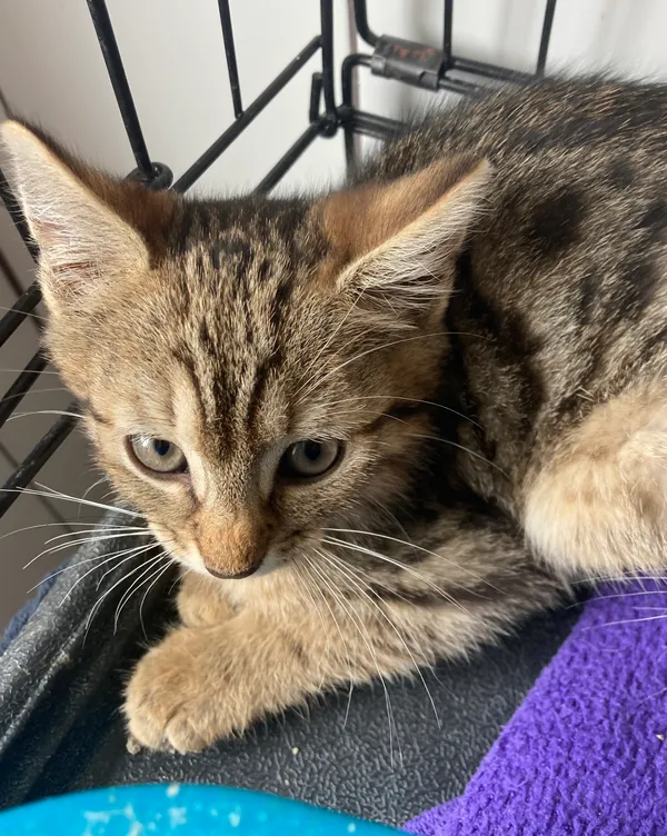 Kot do adopcji, gmina Dobra (Szczecińska), 19 czerwca 2024