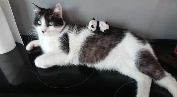 Zaginął kot, Mikołów, 6 sierpnia 2024 (2/2)