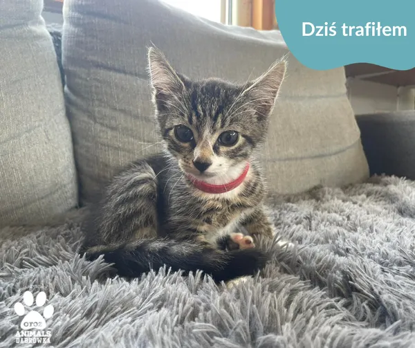 Znaleziono kota, Dąbrówka, 6 sierpnia 2024 (2/2)