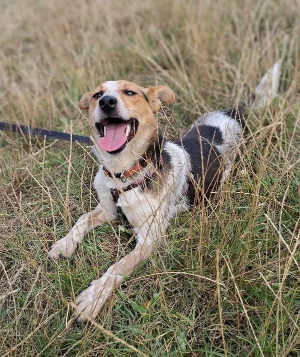 Pies do adopcji, Pawłowo, 6 sierpnia 2024 (2/3)