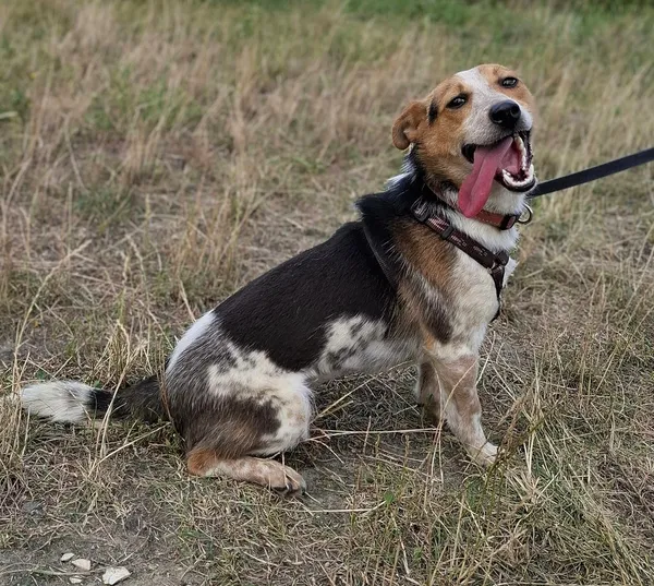 Pies do adopcji, Pawłowo, 6 sierpnia 2024 (3/3)