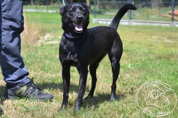 Pies do adopcji, Chełmek, 4 lipca 2024