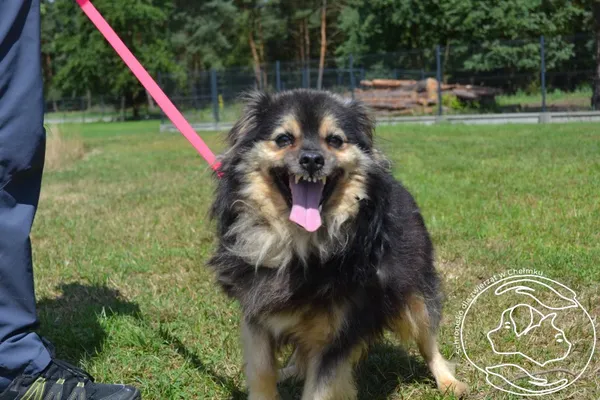 Pies do adopcji, Chełmek, 3 lipca 2024