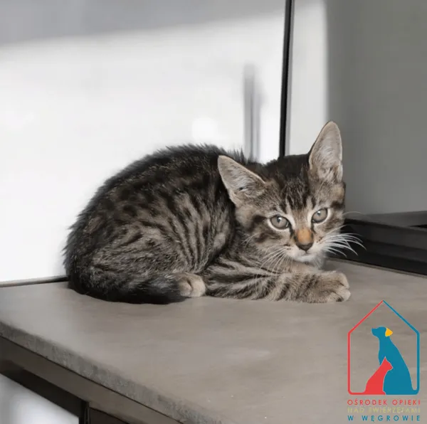 Kot do adopcji, Węgrowo, 26 lipca 2024