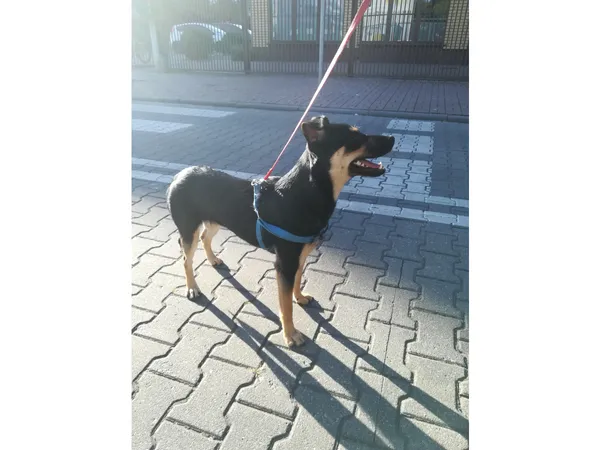 Znaleziono psa, Bydgoszcz, 5 sierpnia 2024