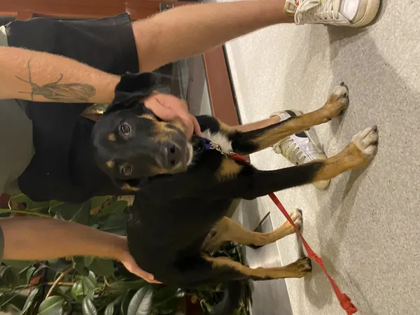 Znaleziono psa, Łódź, 7 sierpnia 2024