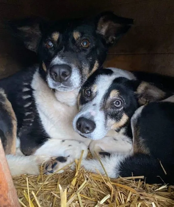 Oddam psa, Olsztyn, Podgrodzie, 7 sierpnia 2024 (1/6)