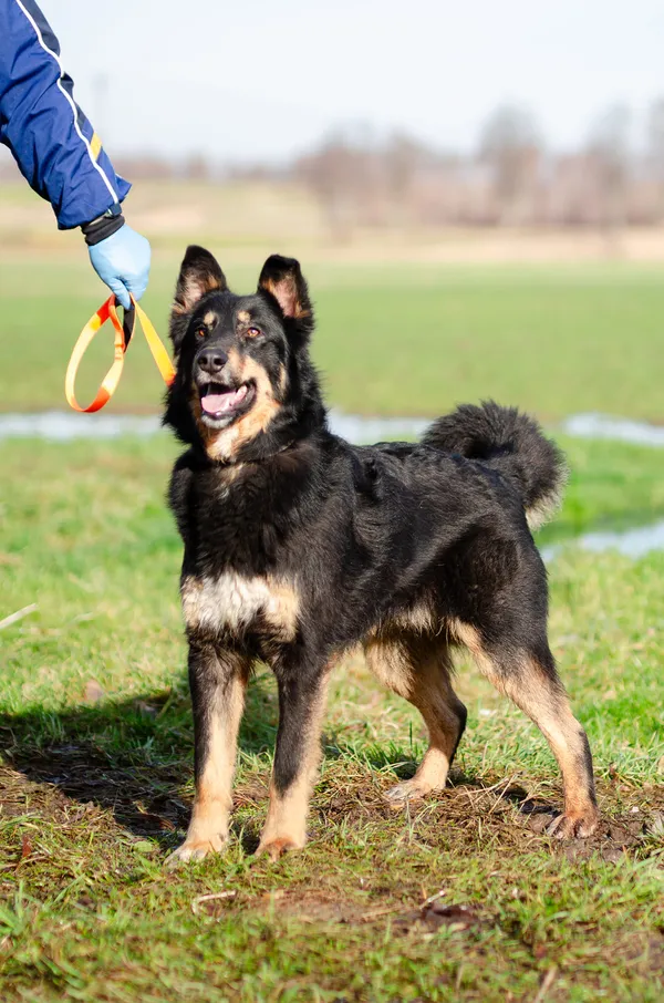 Oddam psa, Olsztyn, Kormoran, 7 sierpnia 2024 (2/4)