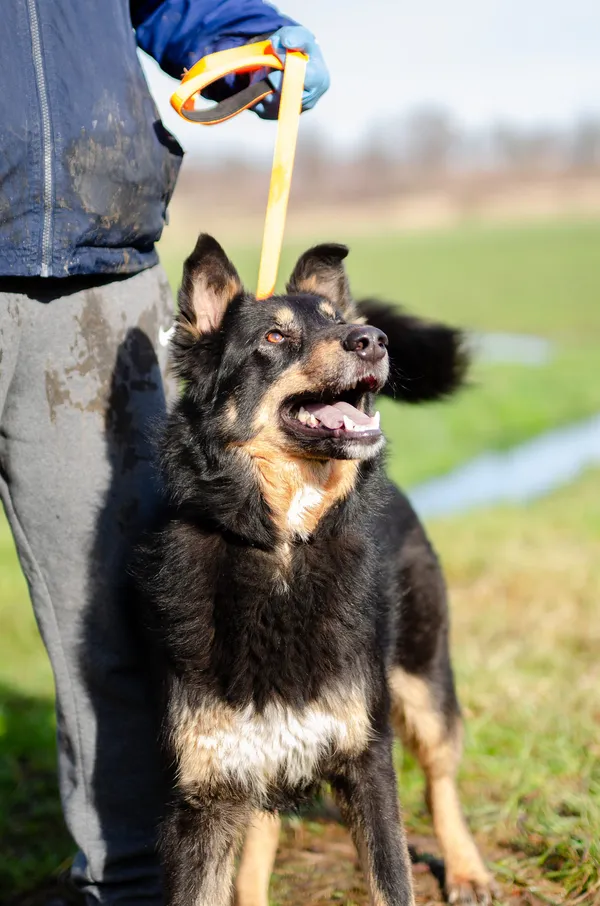 Oddam psa, Olsztyn, Kormoran, 7 sierpnia 2024 (4/4)