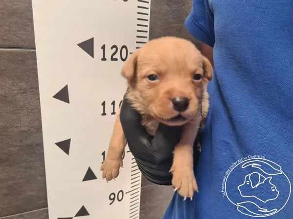 Znaleziono psa, Chełmek, 6 sierpnia 2024