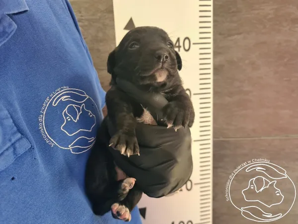 Znaleziono psa, Chełmek, 6 sierpnia 2024