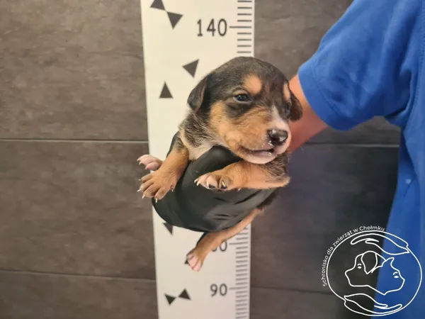 Znaleziono psa, Chełmek, 6 sierpnia 2024