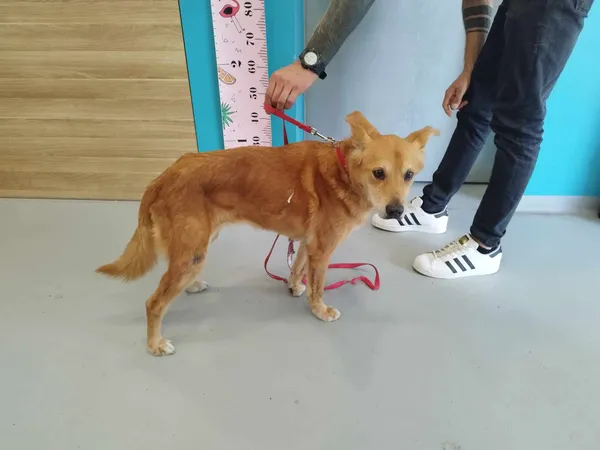 Pies do adopcji, Kielce, 7 sierpnia 2024