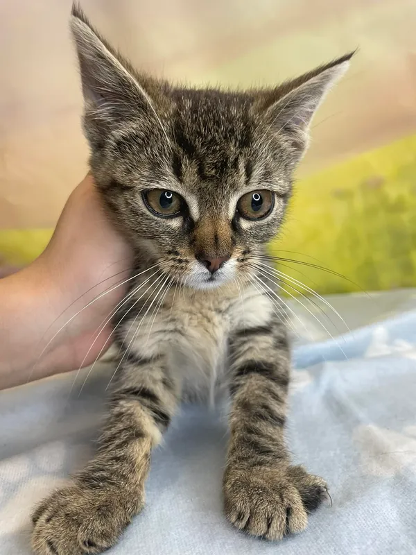 Kot do adopcji, Kielce, 7 sierpnia 2024