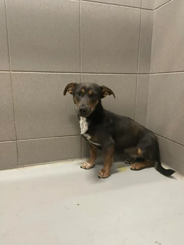 Pies do adopcji, Kielce, 7 sierpnia 2024