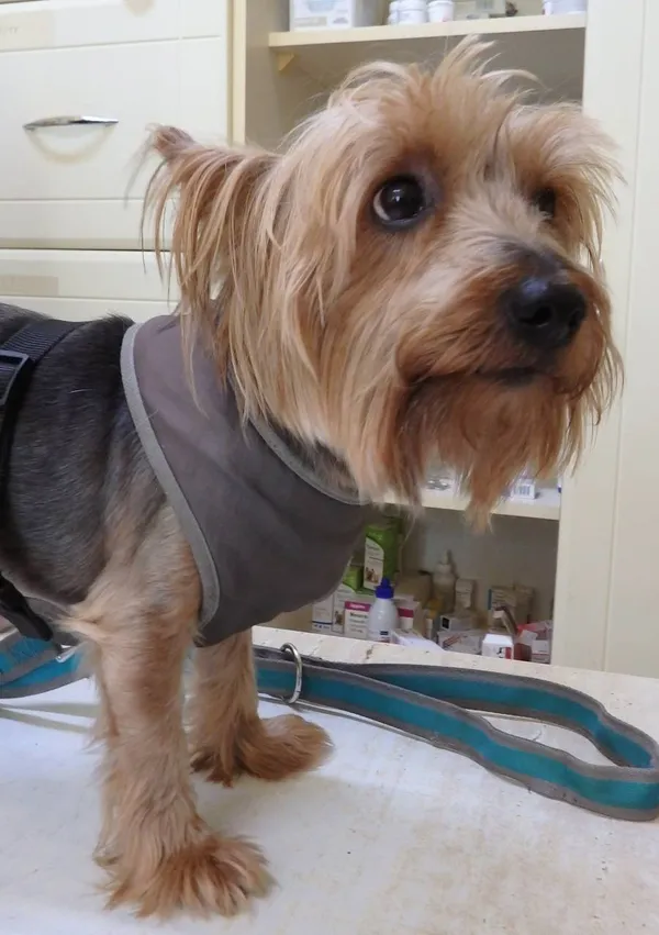 Znaleziono psa, Łódź, 7 sierpnia 2024 (2/2)