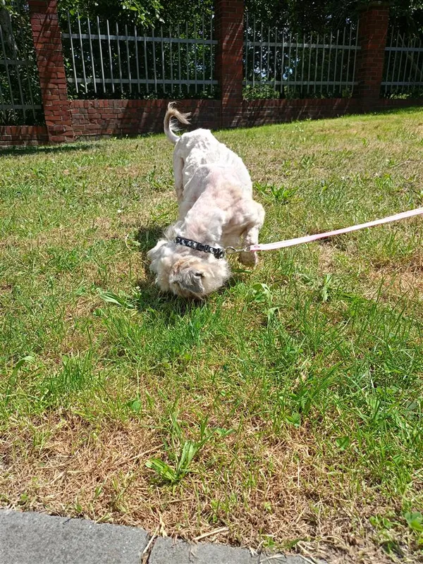 Pies do adopcji, Bytom, 7 sierpnia 2024 (4/4)