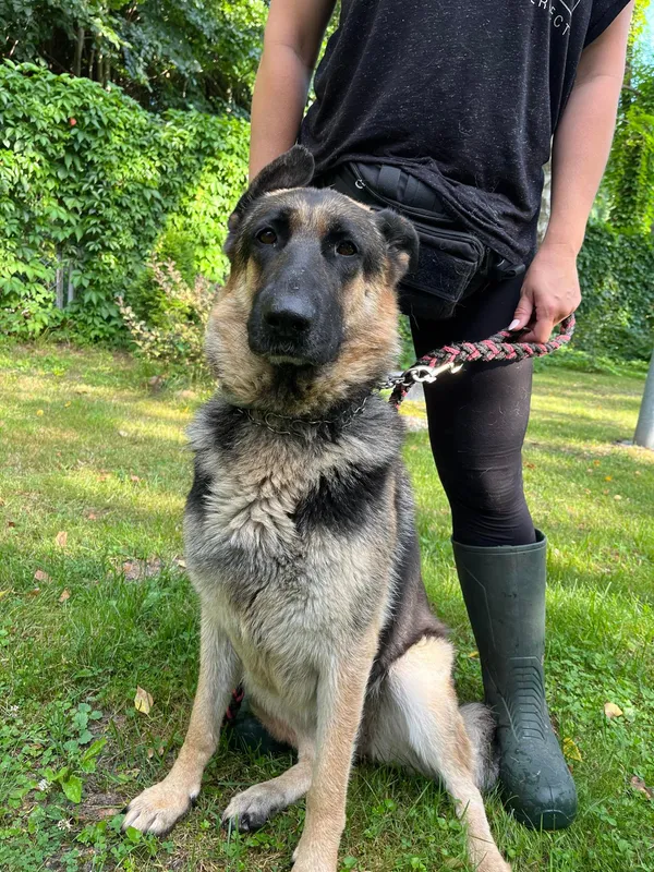 Pies do adopcji, Włocławek, 6 sierpnia 2024 (1/3)