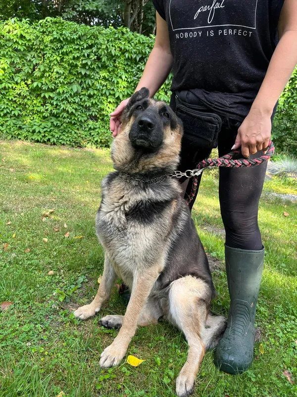 Pies do adopcji, Włocławek, 6 sierpnia 2024 (3/3)