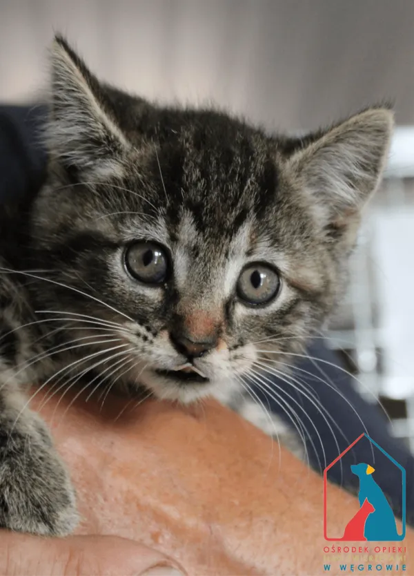 Kot do adopcji, Węgrowo, 1 lipca 2024