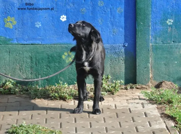 Pies do adopcji, Nowy Dwór Mazowiecki, 7 sierpnia 2024 (3/5)