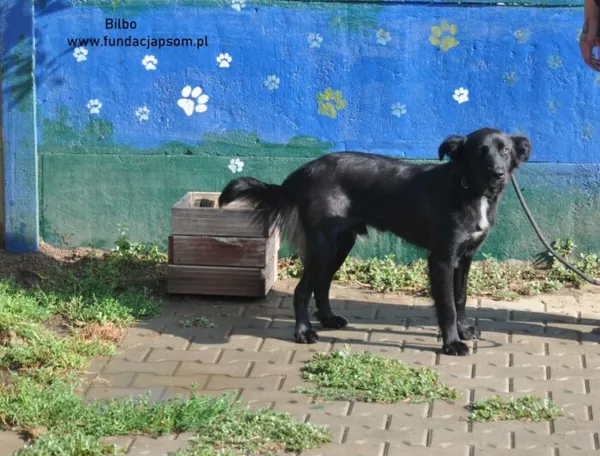Pies do adopcji, Nowy Dwór Mazowiecki, 7 sierpnia 2024 (4/5)
