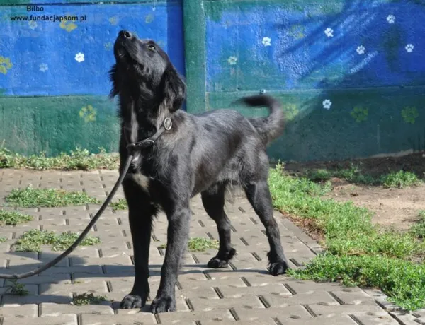 Pies do adopcji, Nowy Dwór Mazowiecki, 7 sierpnia 2024 (5/5)