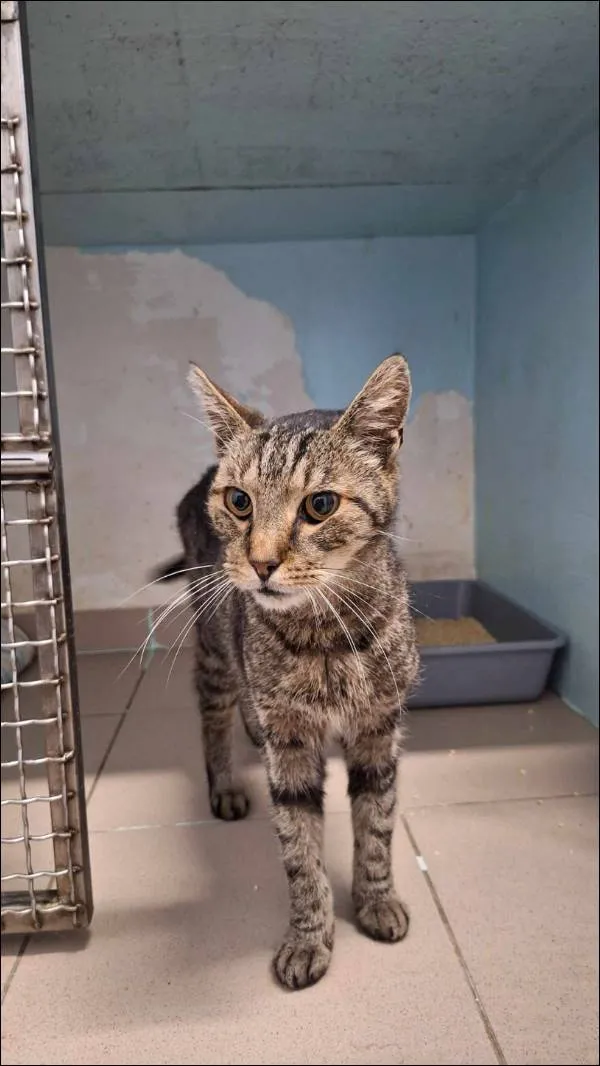 Znaleziono kota, Grudziądz, 7 sierpnia 2024