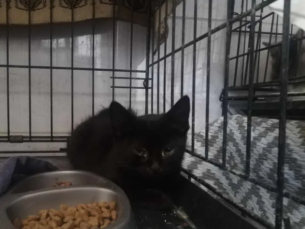 Znaleziono kota, Sosnowiec, 7 sierpnia 2024