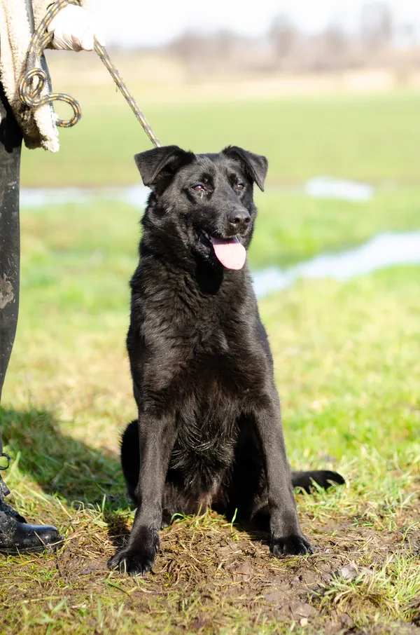 Oddam psa, Olsztyn, Pozorty, 8 sierpnia 2024 (1/3)