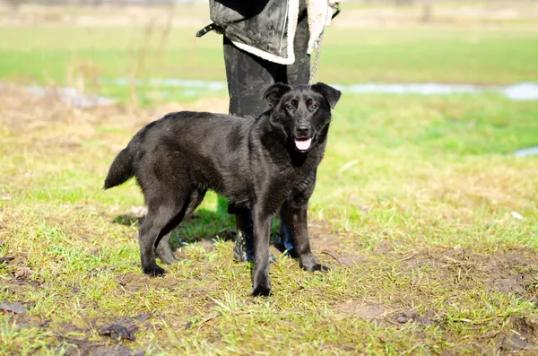 Oddam psa, Olsztyn, Pozorty, 8 sierpnia 2024 (2/3)