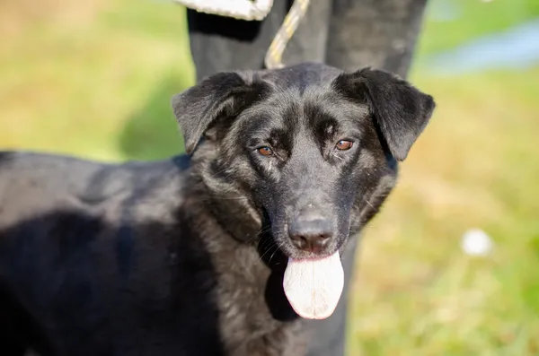 Oddam psa, Olsztyn, Pozorty, 8 sierpnia 2024 (3/3)