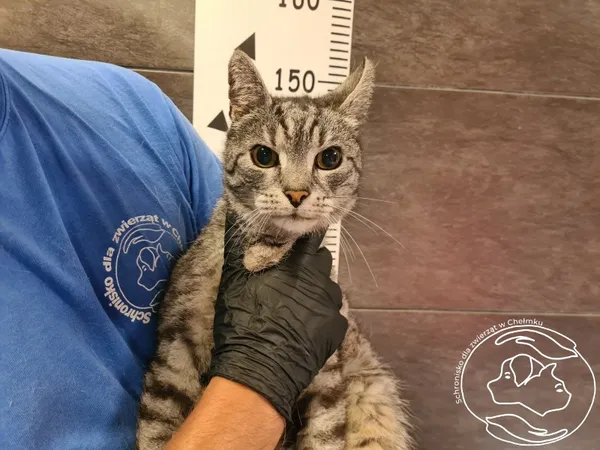 Znaleziono kota, Chełmek, 7 sierpnia 2024