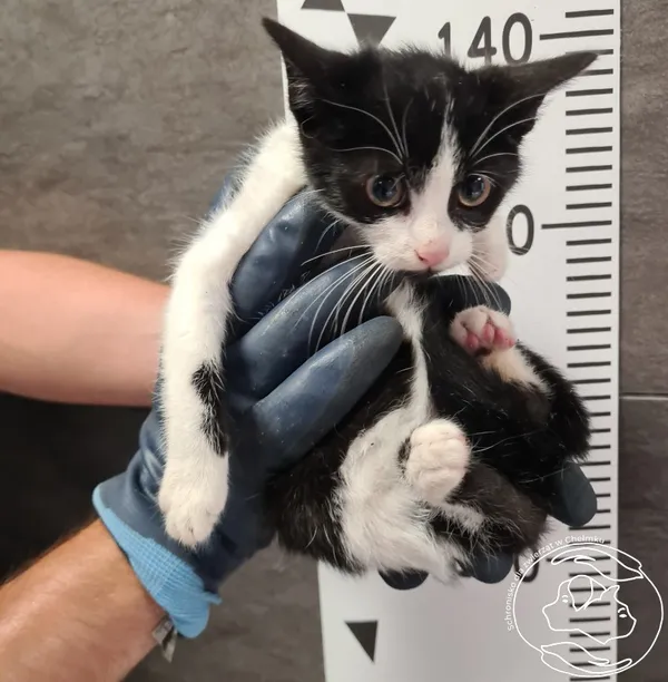 Znaleziono kota, Chełmek, 3 sierpnia 2024