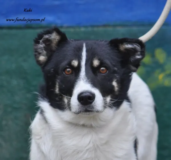 Pies do adopcji, Nowy Dwór Mazowiecki, 8 sierpnia 2024 (1/5)
