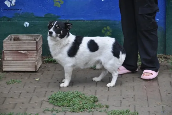 Pies do adopcji, Nowy Dwór Mazowiecki, 8 sierpnia 2024 (2/5)